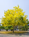 ต้นราชพฤกษ์หรือคูนเหลือง(1ชุด10ต้น). 