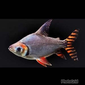 [Long Jin Aquatic] Flagtail Fei Fong[Red Tail] 7Inch+ / Best Koi/Monster fish cleaning Crew/ Algae Cleaner/Algae Cleaner/FengShui Fish/ Comm tank mate with /Koi/Arowana/Datnoid/Stringrays