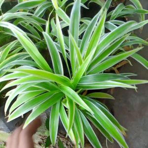 Tanaman Hias Lily Paris & Bulu Ayam: Tanaman Interior Berkualitas