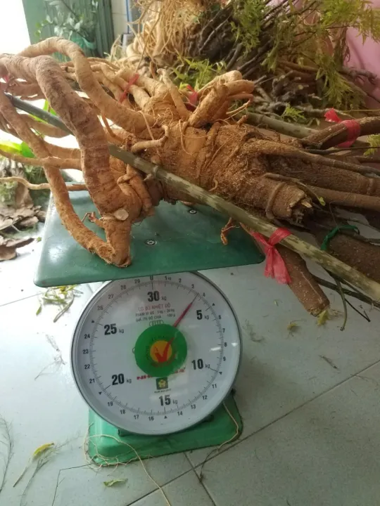 B%C3%A1n%20C%E1%BB%A7%20%C4%91inh%20l%C4%83ng%20t%C6%B0%C6%A1i%20t%E1%BA%A1i%20h%E1%BB%93%20ch%C3%AD%20minh%20-%20C%E1%BB%A7%204-5kg%20-%20Image%202