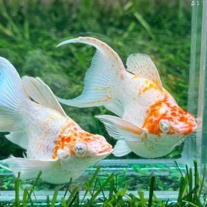 Sakura Tancho Balloon Lyretail Diamond Eyes Fancy Molly Fish - 1 Pair - Premium Aquarium Pet Supplies