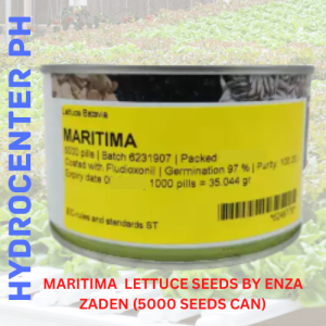 MARITIMA  LETTUCE SEEDS BY ENZA ZADEN (5000 SEEDS CAN)
