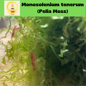 Pelia Moss Aquarium Decotations Live Aquatic Plant 1 pack