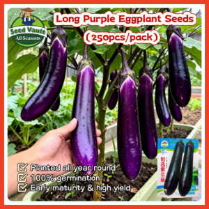 Fast Growing 250pcs Fresh Long Purple Eggplant Seeds for Planting Vegetables High Yield Talong Seeds Long Eggplant Vegetable Seeds Organic Vegetables Seeds for Gardening Balcony Bonsai Eggplant Seedlings Vegetable Live Plants Eggplant F1 Hybrid Seeds