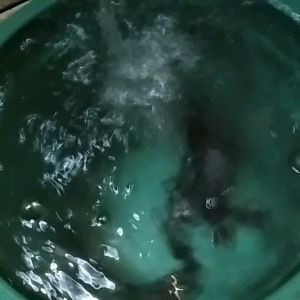 Jam Tangan Sport SC-012 water proof anti air dijamin