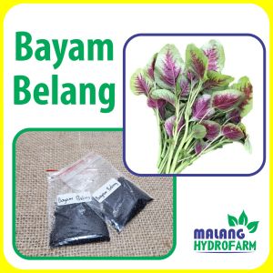 Benih Bayam Belang / Batik Unggulan berkualitas biji bibit hydroponik hidroponik sayuran tanaman sayur toto