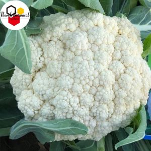 CAULIFLOWER SEEDS (200 seeds) 45 Days-Organic Cauliflower Vegetable Seeds