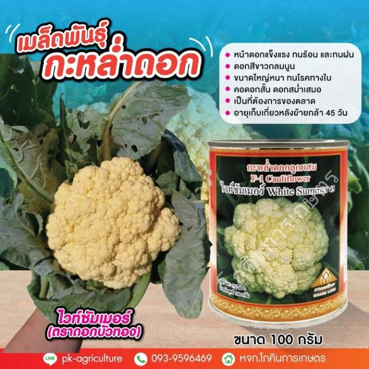 เมล็ดพันธุ์กะหล่ำดอก ไวท์ซัมเมอร์ ตราดอกบัวทอง