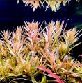 Ammannia pedicellata 'Golden' 黄金柳 (Nesaea pedicellata 'Golden') - aquarium aqua plant [midtech]. 