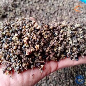 Hạt mắc khén Tây Bắc ba cánh loại 1 (sạch thơm) Đặc sản gia vị mắc khén hạt dổi chẩm chéo hạt mắc kén hạt dổi nếp