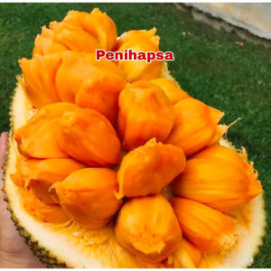 Bibit Nangkadak Okulasi Cepat Berbuah Hasil Stek