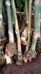 Bibit Bambu Betung Berakar Bambu bitung Jumbo/Bibit Rebung Bambu jumbo