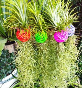 เคราฤาษี ทิลแลนเซีย ดักฝุ่น กันฝุ่น PM 2.5 ไม้ฟอกอากาศ ไม้รากอากาศ ไม่ใช้ดินในการปลูก ดูแลง่าย สวยๆ ราคาถูก