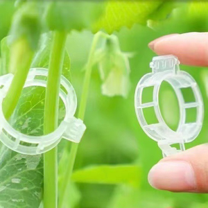 Kẹp nhựa cố định cây màu trắng giữ thân cây leo