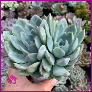 Sen đá Bánh Sinh Nhật size Trung 8 cm cây khỏe già vượt size