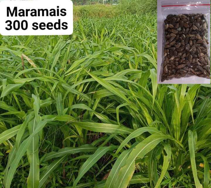 Maramais / Carabao Grass/Geukdong Forage Fast growing Forage Grass Good