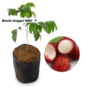 Bibit Rambutan Garuda Besar Hasil Okulasi Siap Berbuah