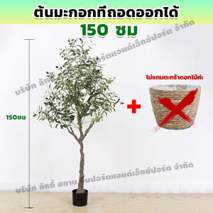 ต้นโอลีฟมะกอก ไม่จำเป็นต้องบำรุงรักษา มะกอกโอลีฟ ต้นโอลีฟมะกอก ต้นมะกอกนำ้ พร้อมกระถางไม้ไผ่ วัสดุที่เป็นมิตรต่อสิ่งแวดล้อม ต้นมะกอกโอลีฟolive ต้นไม้แต่งบ้าน ต้นมะกอก olive ต้นมะกอกโอลีฟ ต้นมะกอก olive tree ไม่แตกหักง่าย ต้นโอลีฟ