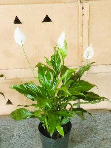 Cây Hoa Lan Ý để bàn cây phong thủy (hợp mệnh thủy) trang trí nhà cửa văn phòng.