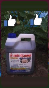 น้ำหมักขี้หมูสูตรเข้มข้น100%ขนาด5ลิตร