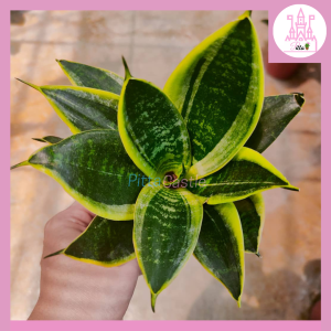 (55P/105P) Tiny/Medium Sansevieria虎尾兰