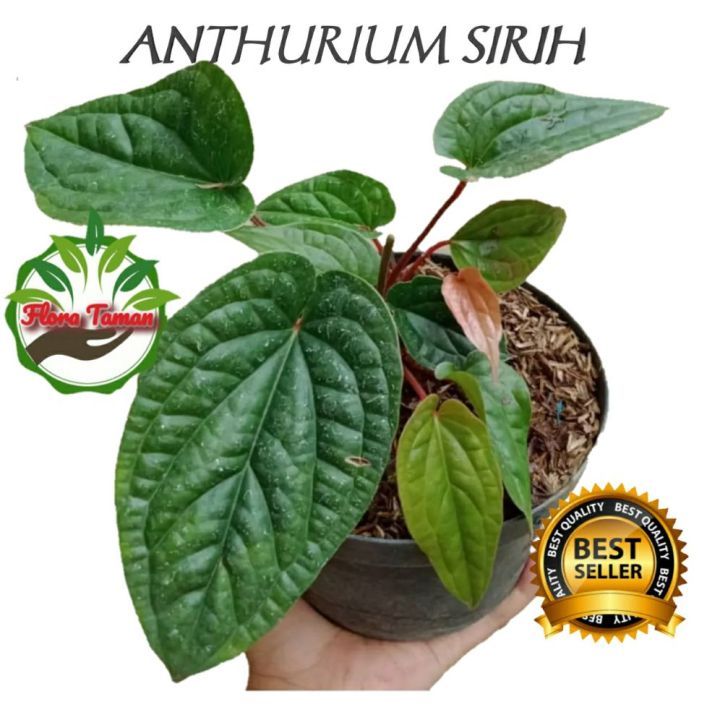 Tanaman Hias Anthurium Sirih / Pohon Anthurium / tanaman hias murah ...