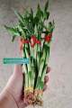 [ BUY 10 GET 1 FREE ] Lucky Bamboo  - for wealth and good Luck ( REAL ). 