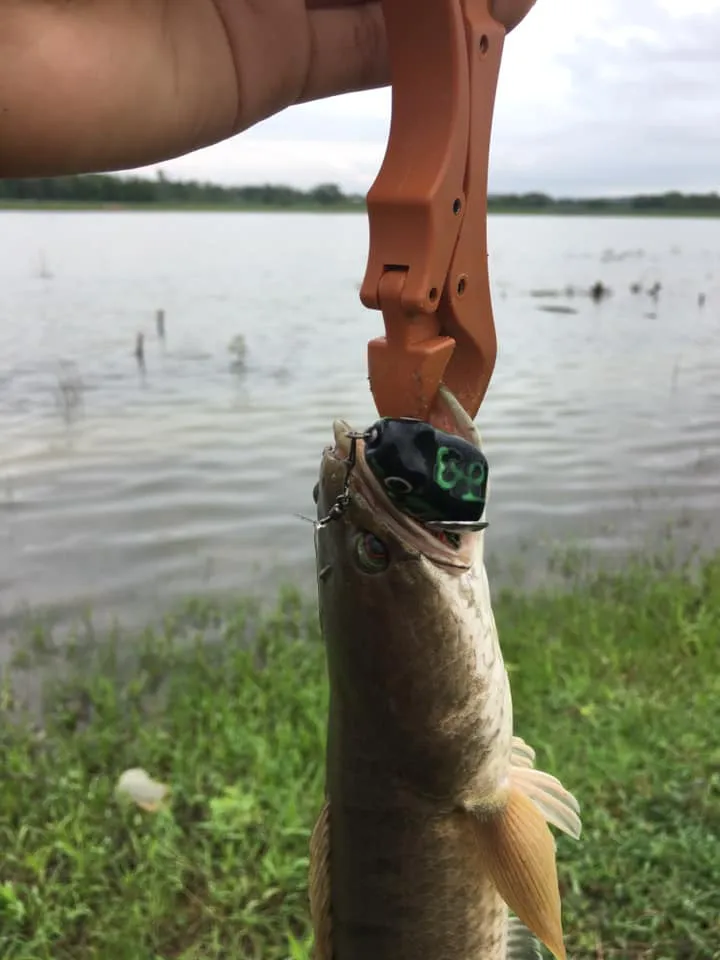 EXP Dominnow V2 Soft Rubber Frog Expert For Snakehead Hunter For  Haruan/Toman/Bujuk Umpan Casting Katak Tiruan Soft Frog Fishing Lure Soft  Frog Penang, KL, Malaysia Supplier, Manufacturer, Wholesaler, Distributor,  Specialist