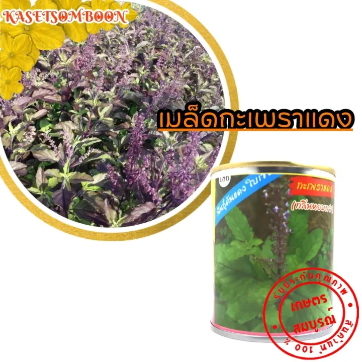 เมล็ดกะเพราแดง ตรา ต้นไผ่ 25 กรัม กลิ่นหอม โตไว