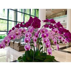 Que Cắm Lan Hồ Điệp Cây Cảnh Hoa Hồng dày 3.5mm bọc nhựa dùng định hình cành cây hoa kiểng combo 10