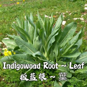 Benih Indigowoad Root (50 Seeds)/大青叶种子/板蓝根种子/Radix Isatidis Herbs Seeds Leaf Indigo Blue Indigo