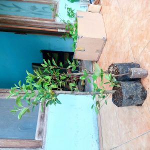 Bibit apel merah cangkok cepat berbuah super unggul