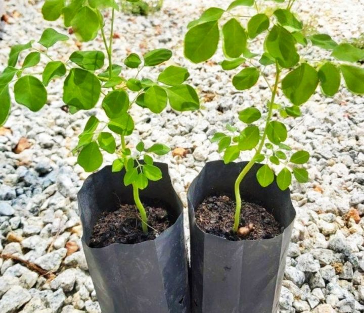 LIVE PLANT High Quality FRESH INDIA'S 10‘’ MEDICATION MORINGA PLANT ...
