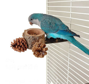 🇸🇬 Bird Perch Feeder with Pine Corn Wooden Perch: Parrot Feeding Bowls