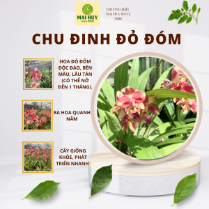 Cây Lan Chu Đinh Đỏ Đốm – Địa Lan Lá Cau Trang Trí Hoa Đẹp Dễ Trồng Bền Lâu - MAI HUY SINCE 2008