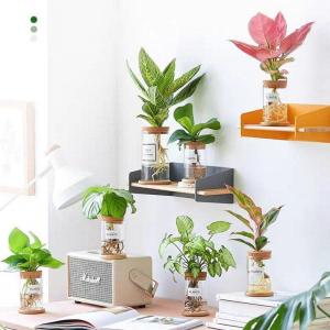Desktop Plant Terrarium Hydroponic Vases Water Plant Jars Transparent Bottle Propagation Vases for Plants Tabletop Office Home Decoration