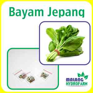 Benih Bayam Jepang Unggulan Berkualitas Biji Bibit repack Horenso tanaman hijau hydroponik hidroponik sayur sayuran pot