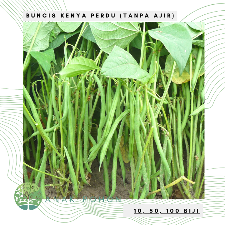 Benih Bibit Biji Buncis Kenya Tipe Perdu Tegak Tanpa Ajir Seeds