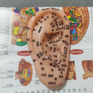 19cm Ear Multi-Acupoint Acupuncture Clear Reflexology Zone Model Acupoint Pressing Engraving Wangbuliuxing Seed Press Bean Patch