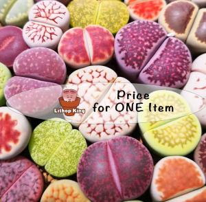 Green Lesliei Lithops