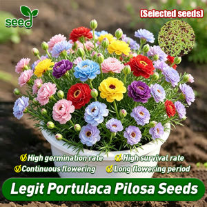 [Selected Seeds] 100% Authentic Double Petals Portulaca Seeds Rainbow Portulaca Grandiflora Flower Seeds for Planting Flowers Moss Rose Bonsai Seed Flowering Plants Seeds Indoor Flowering Plants Seeds Easy To Grow Seed Air Plant Indoor Buto Ng Bulaklak