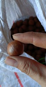 Hạt mắc ca túi 1 hạt