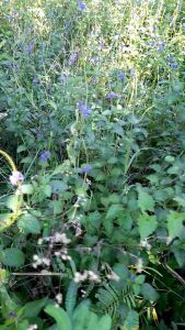 BUNGA JARONG SEGAR ATOU HERBAL BUNGA PECUT KUDA SEGAR per 1 kg