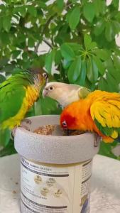 Parrot pumice stone feeder automatic beak-sharpening food dispenser for birds small bird supplies round lightweight pumice stone