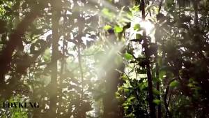 Ginseng & Mulberry Herbal TeaGinseng Five Treasures Tea Kidney Formula Six Treasure Teas Wolfberry Mulberry Herbal Goji Berry Red Date Teas Formula Traditional Chinese Blend (10bags)