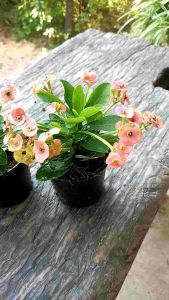 โป๊ยเซียนแคระ ดอกสีชมพูอ่อนในกระถางขนาด 3 นิ้ว ในราคาสุดคุ้มจัดส่งแบบกระถาง