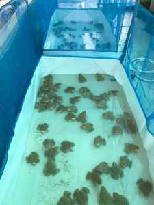 กระชังบก2x1ยกขอบ38/50ซม.พื้นหนา0.30มม.มุ้งสูง90ซม. #ไม่รวมโครง