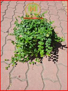 Cây vẩy ốc thằn lằn bán cạn trồng decor tường tạo background cực chất Minh Hân Garden