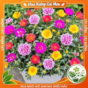 Hoa Mười Giờ Sam Mix Nhiều Màu - Màu Hoa Đẹp Sang Trọng Dễ Trồng Trang Trí Nhà Cửa Ban Công Sân Vườn