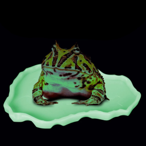 Reptile Bowl Lizard Water Dish Bearded Dragon Feeding Dish Plastic Worm Dish for Anoles Turtles